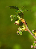 MSA RIBES NIGRUM 50 ML - farmasorriso.com