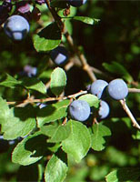 MSA PRUNUS SPINOSA 50 ML - farmasorriso.com