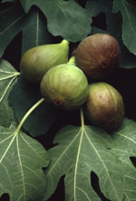 MSA FICUS CARICA 50 ML - farmasorriso.com