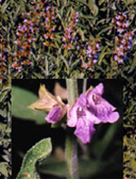 TSA SALVIA OFFICINALIS 50 ML - farmasorriso.com