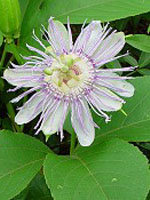 TSA PASSIFLORA INCARNATA 50 ML - farmasorriso.com