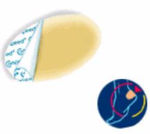 COMPEED VESCICHE CEROTTI FORMATO MEDIO 5 PEZZI - farmasorriso.com