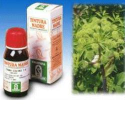 ANGELICA 55 50ML TM - farmasorriso.com