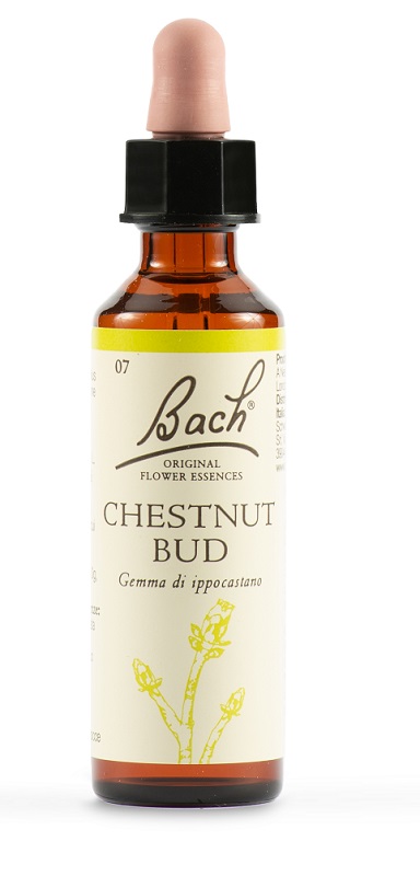 CHESTNUT BUD BACH ORIG 20 ML - farmasorriso.com