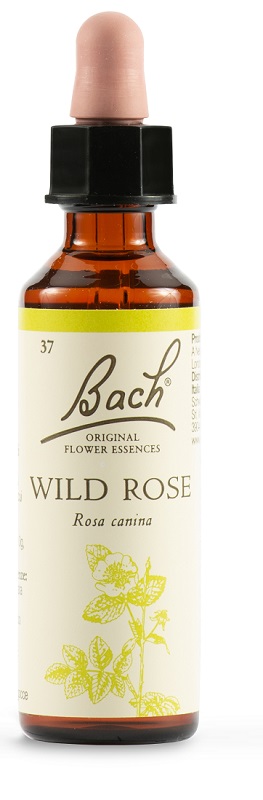 WILD ROSE BACH ORIG 20 ML - farmasorriso.com